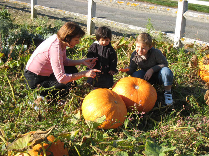 La découverte des Citrouilles Géantes