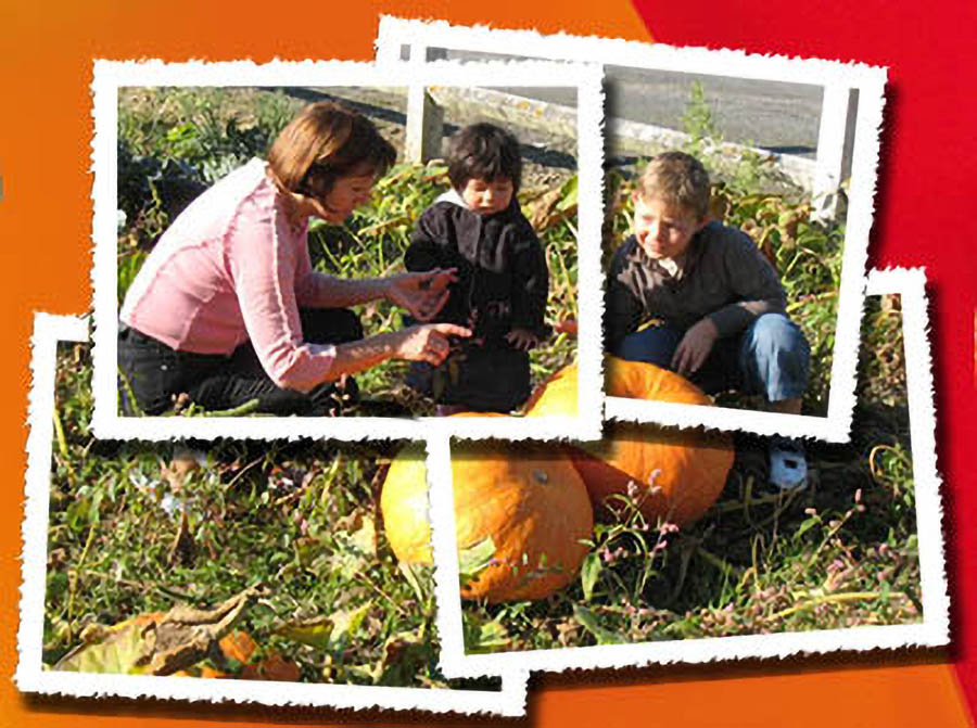 citrouilles geantes final